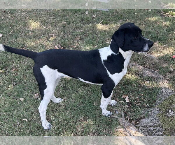 Medium Photo #3 German Shorthaired Pointer-Unknown Mix Puppy For Sale in Boston, MA, USA