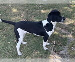 Small #2 German Shorthaired Pointer Mix