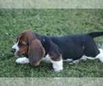 Small Photo #52 Basset Hound Puppy For Sale in MEMPHIS, MO, USA