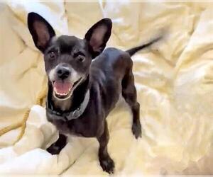 Chihuahua Dogs for adoption in Houston, TX, USA