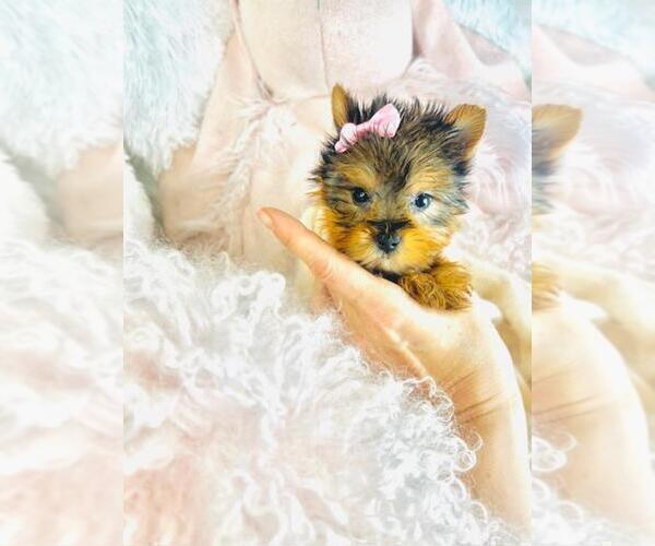 Medium Photo #7 Morkie Puppy For Sale in TAMPA, FL, USA