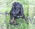 Puppy Puppy 2 Poodle (Standard)