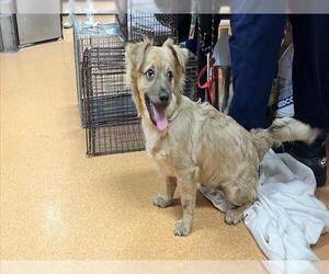 Mutt Dogs for adoption in Martinez, CA, USA