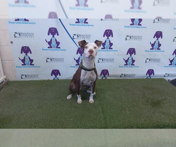 Medium Photo #1 Bullypit Puppy For Sale in Orlando, FL, USA