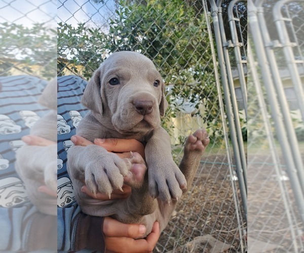 Medium Photo #10 Weimaraner Puppy For Sale in ORLAND, CA, USA