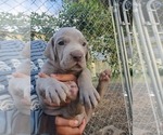 Small Photo #10 Weimaraner Puppy For Sale in ORLAND, CA, USA