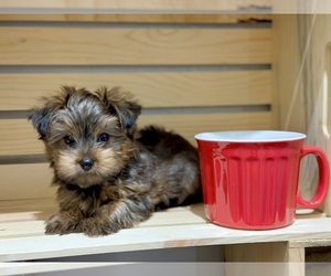 Morkie Puppy for sale in CASSVILLE, MO, USA