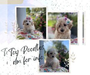 Poodle (Toy) Puppy for sale in TOPPENISH, WA, USA