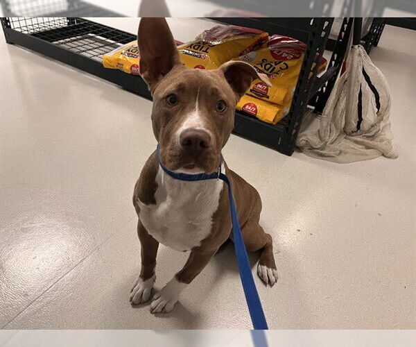 Medium Photo #1 American Pit Bull Terrier Puppy For Sale in Corona, CA, USA