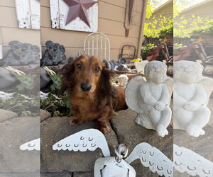 Louella - Female Dachshund Dog for Adoption - Photo #3