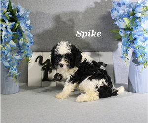 Cavapoo Puppy for sale in CHANUTE, KS, USA