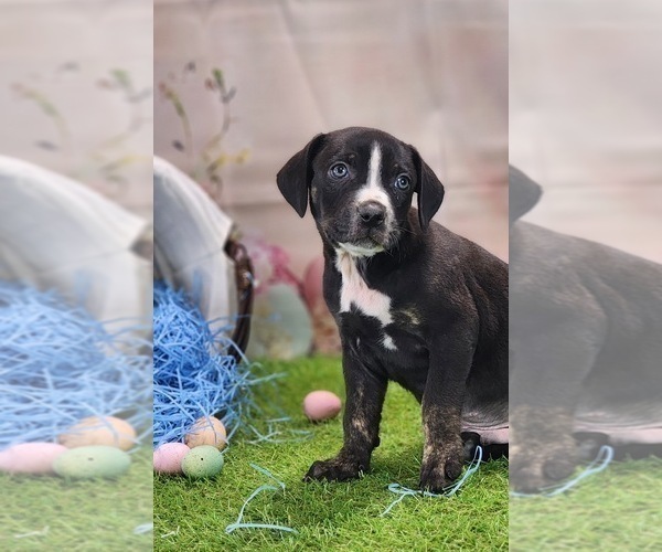 Medium Photo #12 Catahoula Leopard Dog Puppy For Sale in CUMBY, TX, USA