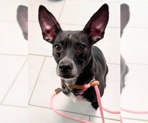 Mutt Dogs for adoption in Woodland, CA, USA
