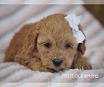 Small Photo #2 Cockapoo-Poodle (Miniature) Mix Puppy For Sale in LIBERTY, KY, USA