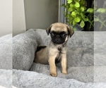 Small Photo #3 Pug Puppy For Sale in FRANKLIN, IN, USA