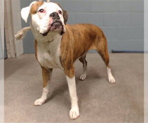Boxer Dogs for adoption in Downey, CA, USA