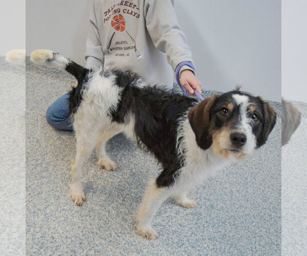 Medium Photo #2 German Shorthaired Pointer-Unknown Mix Puppy For Sale in Huntley, IL, USA