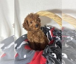 Small #1 Goldendoodle (Miniature)