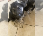 Small Photo #6 German Shepherd Dog Puppy For Sale in CORINTH, KY, USA