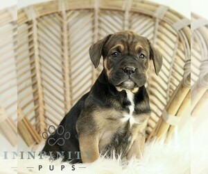 Boxador Puppy for sale in NEW HOLLAND, PA, USA