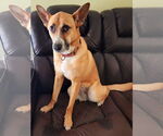 Small #1 German Shepherd Dog Mix