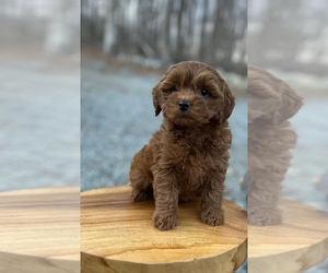 Goldendoodle (Miniature) Dog for Adoption in PELHAM, North Carolina USA