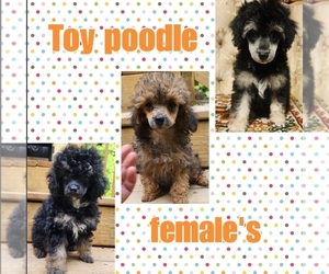 Poodle (Toy) Puppy for sale in WINSTON SALEM, NC, USA