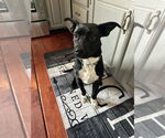 Small #4 Boston Terrier Mix