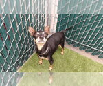 Small Miniature Pinscher
