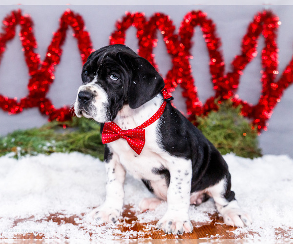 Medium Photo #8 Great Dane Puppy For Sale in WAKARUSA, IN, USA