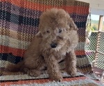 Puppy Puppy 4 Poodle (Miniature)