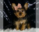 Small #3 Yorkshire Terrier