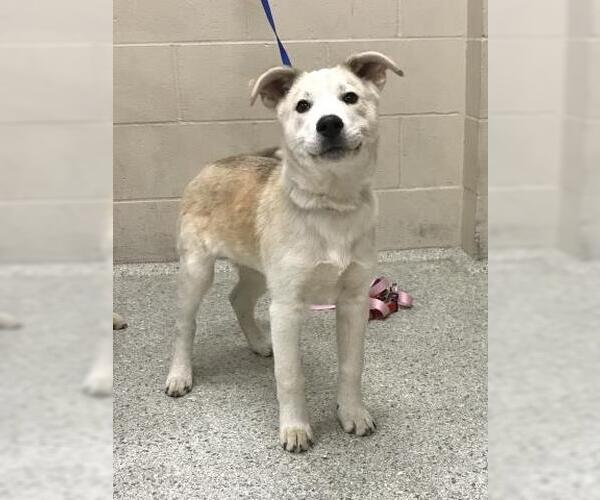 Medium Photo #1 Labsky Puppy For Sale in Conroe, TX, USA