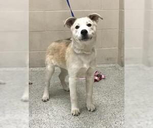 Labsky Dogs for adoption in Conroe, TX, USA