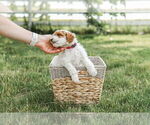 Small #10 Goldendoodle (Miniature)