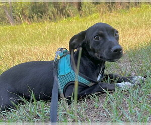 Gussie - Female Bulldog-Labrador Retriever Mix Dog for Adoption - Photo #2