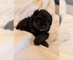 Small Photo #93 Miniature Bernedoodle Puppy For Sale in AUBURNDALE, FL, USA