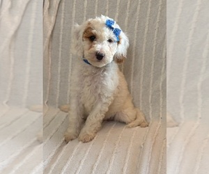 Goldendoodle (Miniature) Puppy for sale in SAINT MARYS, KS, USA
