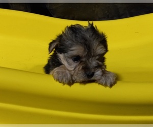 Morkie Puppy for sale in HINCKLEY, MN, USA