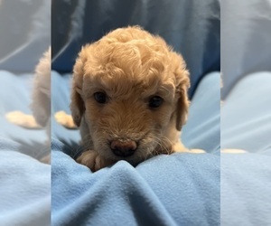 Goldendoodle (Miniature) Puppy for sale in FOUNTAIN, CO, USA