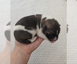 Small Photo #3 Akita Puppy For Sale in STRAFFORD, MO, USA
