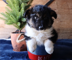 Border Collie-Pembroke Sheltie Mix Puppy for sale in HONEY BROOK, PA, USA