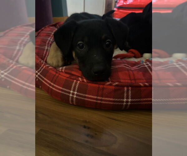 Medium Photo #2 Shepradors Puppy For Sale in Minneapolis, MN, USA