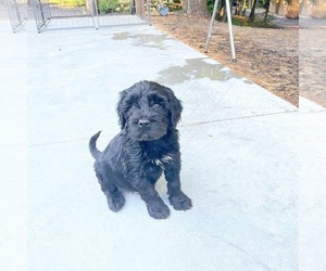 Portuguese Water Dog Puppy for sale in PLYMOUTH, MA, USA