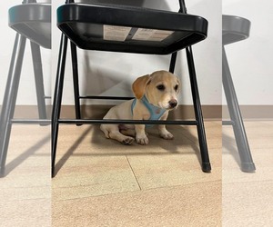 Kai - Male Mutt Dog for Adoption - Photo #22