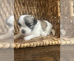 Puppy Roxy Mal-Shi
