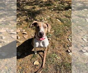 Mutt Dogs for adoption in Elmsford, NY, USA