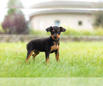 Small Photo #1 Miniature Pinscher Puppy For Sale in WARSAW, IN, USA