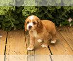 Small Photo #36 Cocker Spaniel Puppy For Sale in NAPPANEE, IN, USA