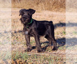 Schnauzer (Miniature) Puppy for sale in BROOKSVILLE, FL, USA